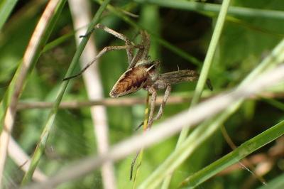 <i>Pisaura mirabilis</i>