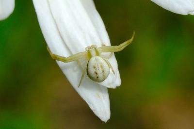 <i>Misumena vatia</i>