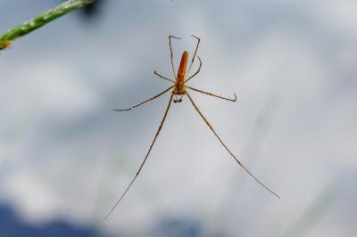 <i>Tetragnatha</i>