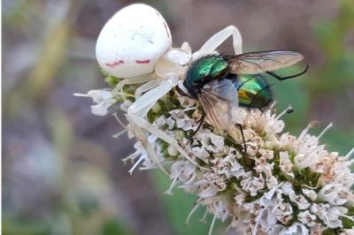 Misumène variable