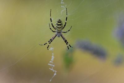Épeire frelon