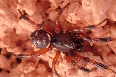 <i>Asagena phalerata</i>
