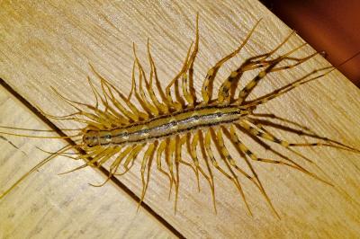 <i>Scutigera coleoptrata</i>
