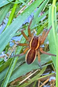 <i>Dolomedes fimbriatus</i>