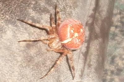 <i>Araneus diadematus</i>