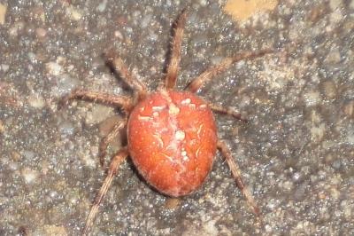 <i>Araneus diadematus</i>