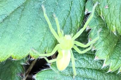 Micrommate émeraude