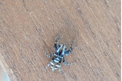 <i>Salticus scenicus</i>