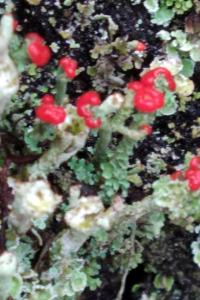 <i>Cladonia</i>