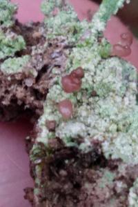 <i>Dibaeis baeomyces</i>