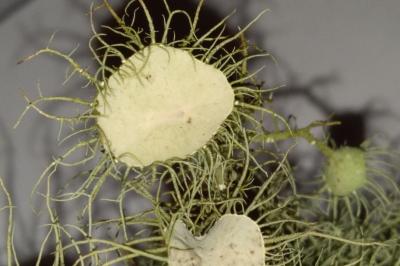 <i>Usnea florida</i>