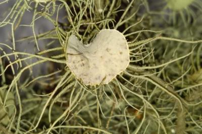 <i>Usnea florida</i>