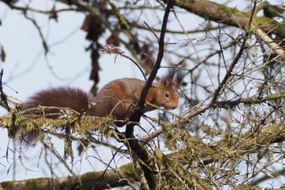 Écureuil roux