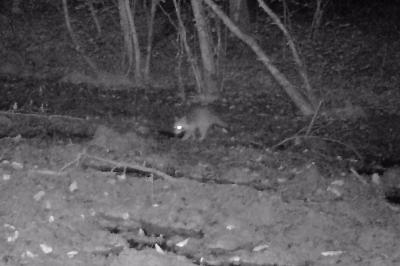 <i>Procyon lotor</i>