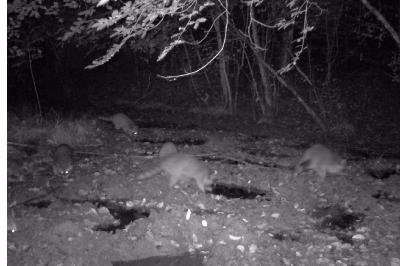 <i>Procyon lotor</i>