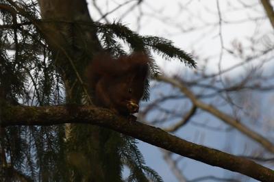 Sciurus vulgaris