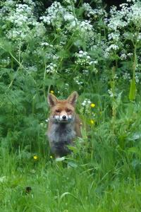 Renard roux