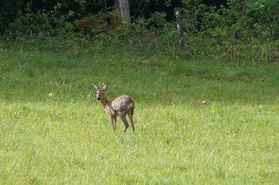 Chevreuil européen