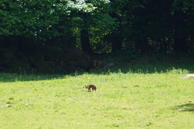 Renard roux