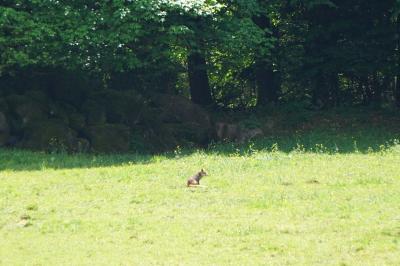 Renard roux