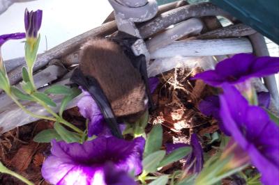 Pipistrelle commune