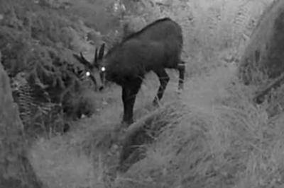Chamois