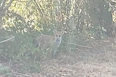 Renard roux