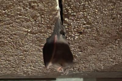 Petit rhinolophe