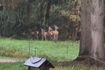 Cerf élaphe