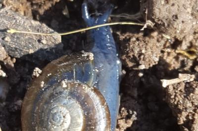 <i>Zonites algirus</i>