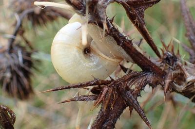 <i>Fruticicola fruticum</i>