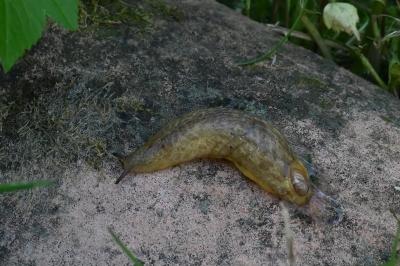 <i>Testacella haliotidea</i>