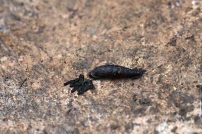 <i>Clausilia</i>