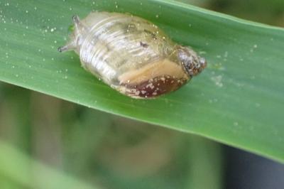 <i>Succinea putris</i>