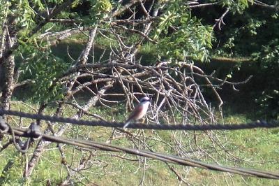 Pie-grièche écorcheur