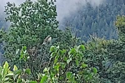 Pie-grièche écorcheur