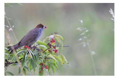 Fauvette à tête noire