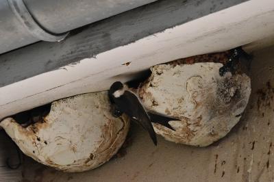 Hirondelle de fenêtre