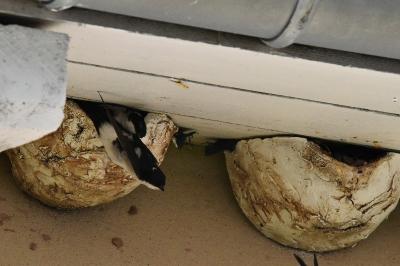 Hirondelle de fenêtre