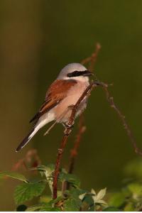 Pie-grièche écorcheur