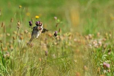 Chardonneret élégant