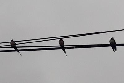 Hirundo rustica