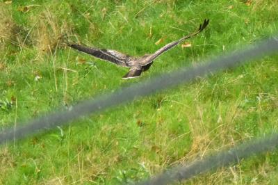 Buse variable