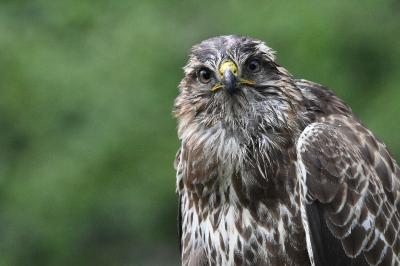 Buse variable