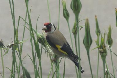 Chardonneret élégant