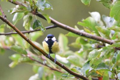 Mésange charbonnière