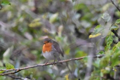Rougegorge familier