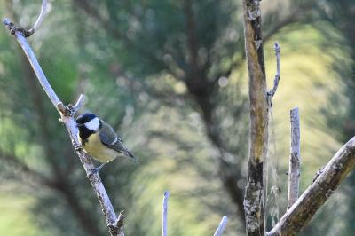 Mésange charbonnière