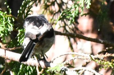 Mésange à longue queue
