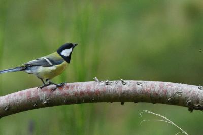 Mésange charbonnière